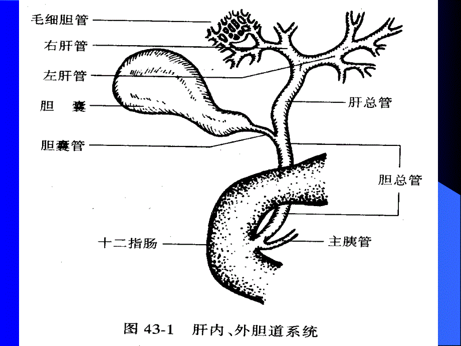 胆道疾病课件_第4页