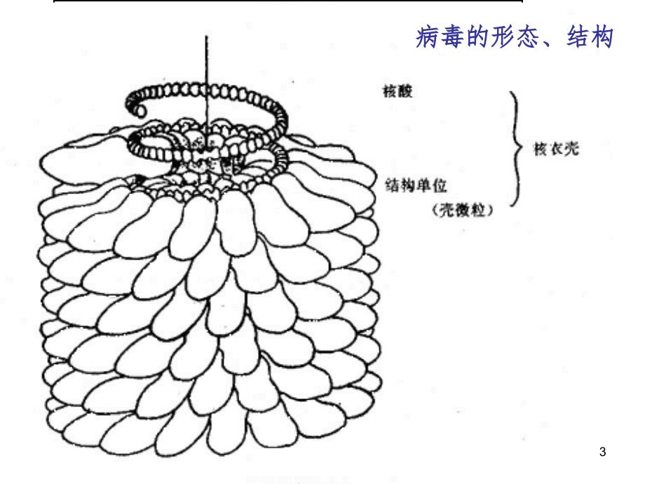 微生物学的基础知识PPT课件_第3页