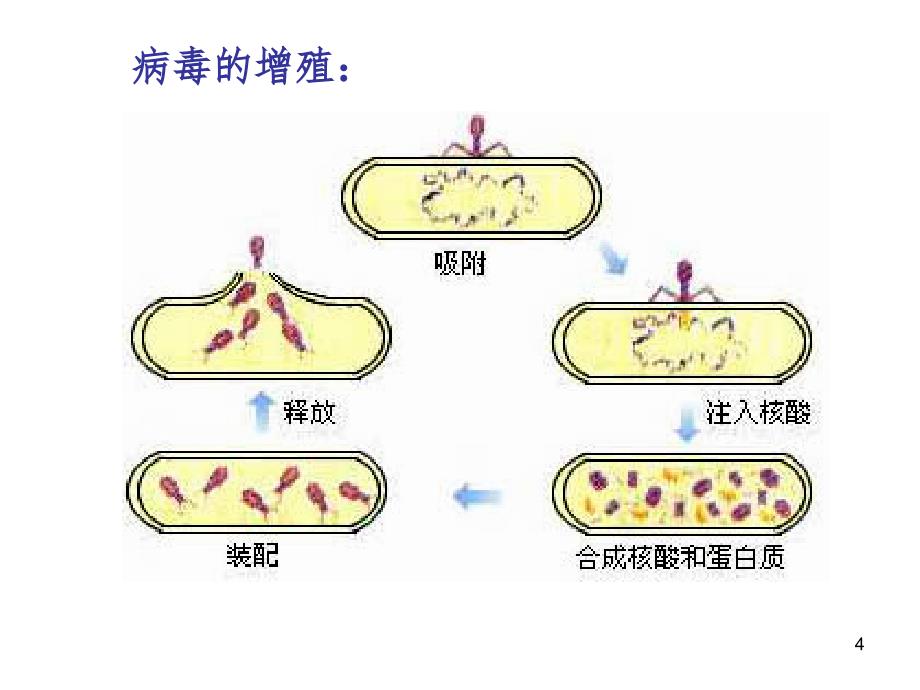 微生物学的基础知识PPT课件_第4页