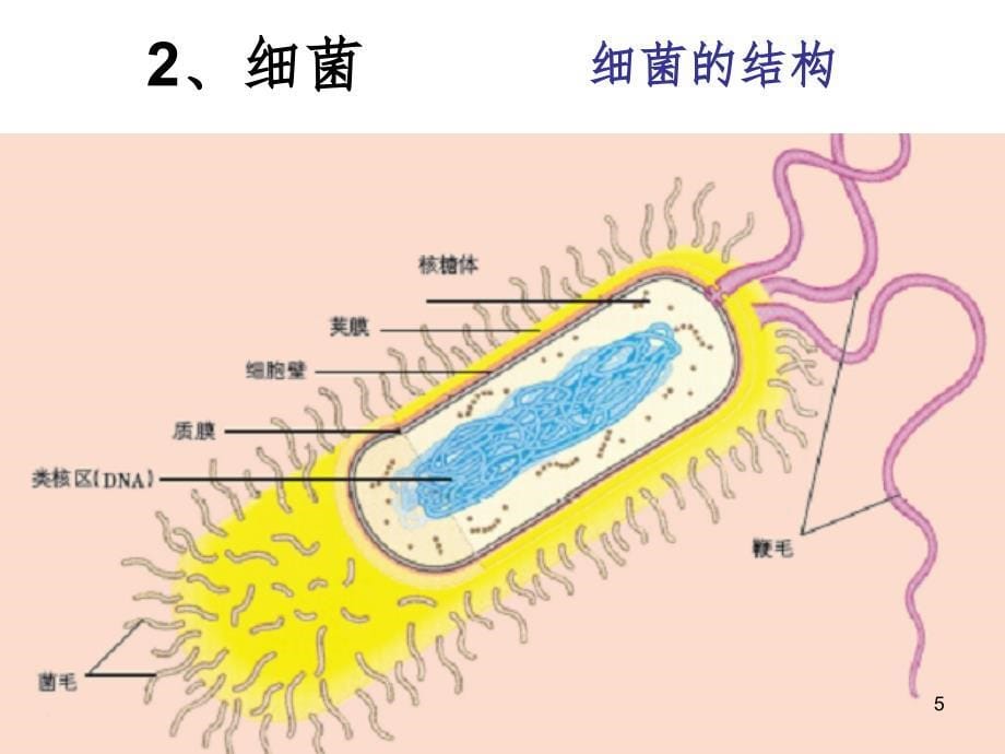 微生物学的基础知识PPT课件_第5页