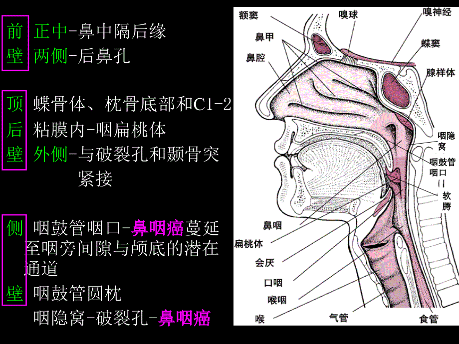 鼻咽部的CT解剖汇总讲义ppt课件_第4页