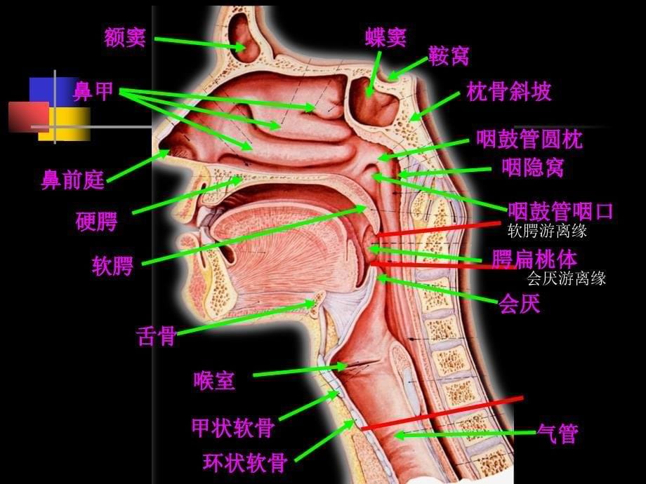 鼻咽部的CT解剖汇总讲义ppt课件_第5页