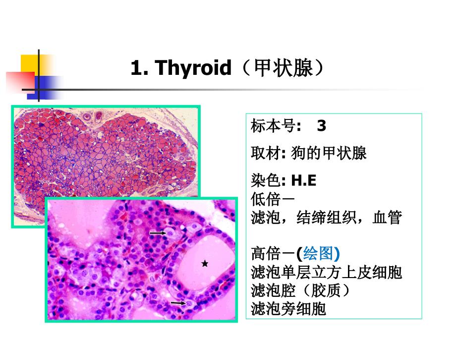 《组织学与胚胎学》实验：实验十 内分泌系统_第2页