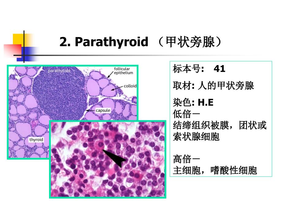 《组织学与胚胎学》实验：实验十 内分泌系统_第3页