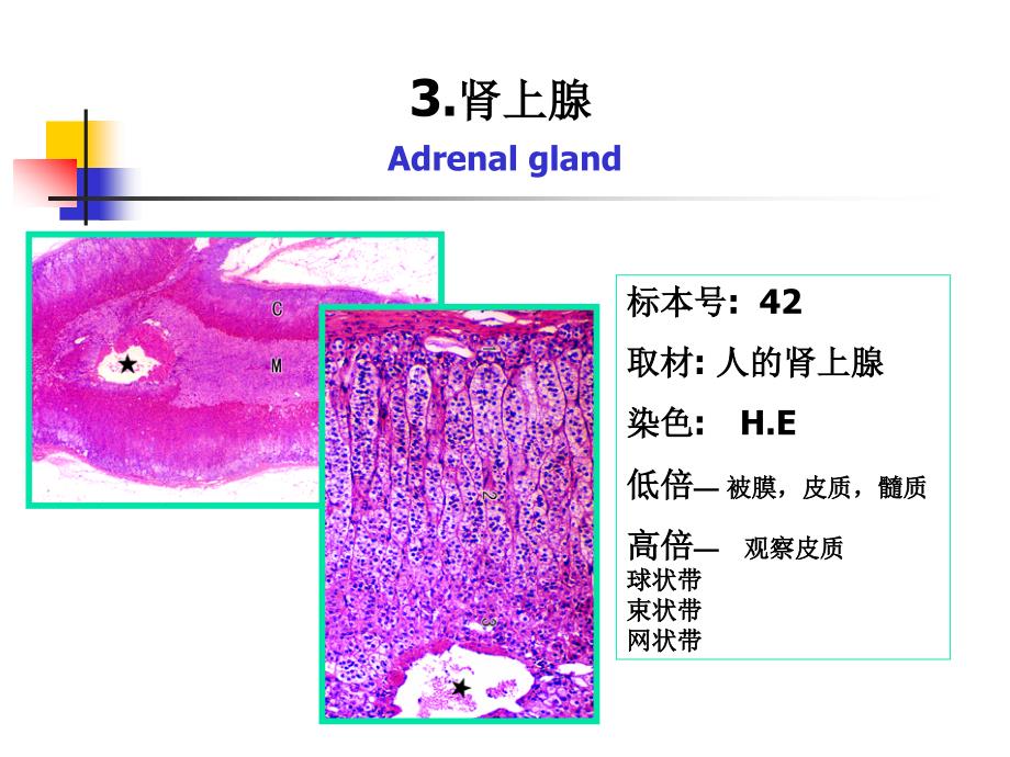 《组织学与胚胎学》实验：实验十 内分泌系统_第4页