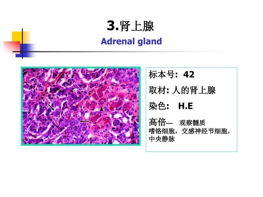 《组织学与胚胎学》实验：实验十 内分泌系统_第5页