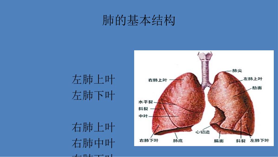 肺癌疾病相关知识_第3页