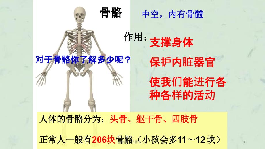 骨骼关节和肌肉 (2)课件_第3页