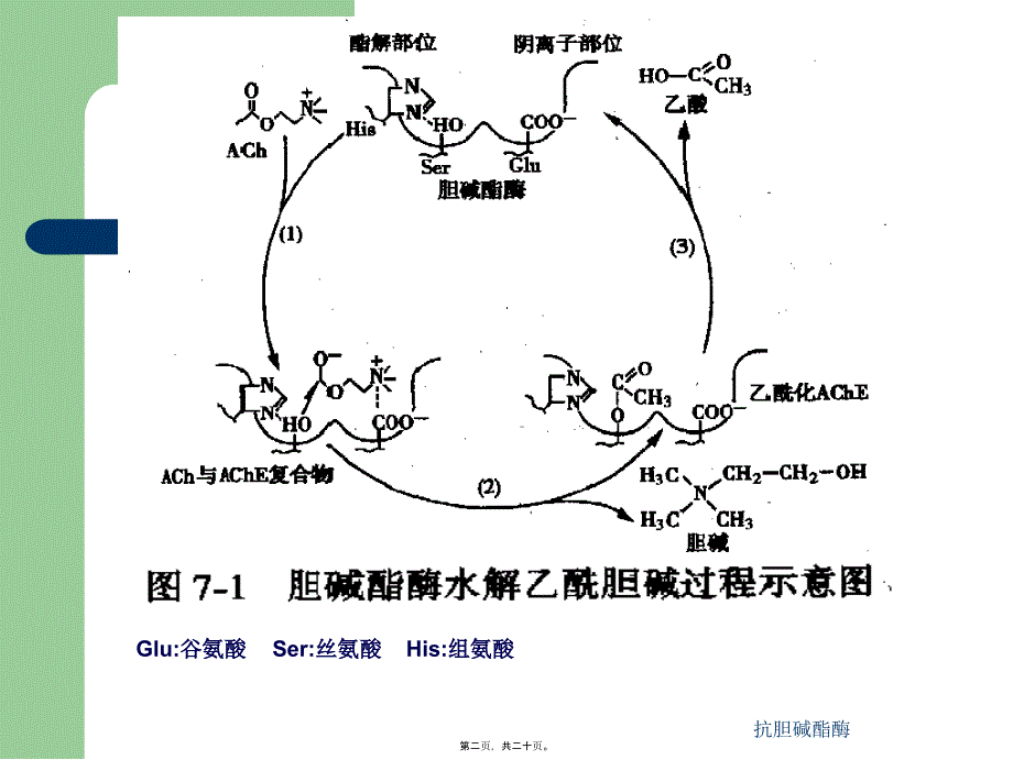 抗胆碱酯酶课件_第2页