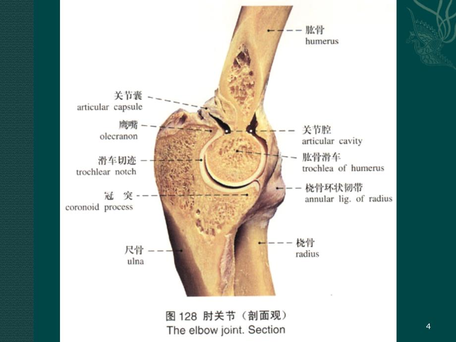 尺骨鹰嘴骨折（行业荟萃）_第4页