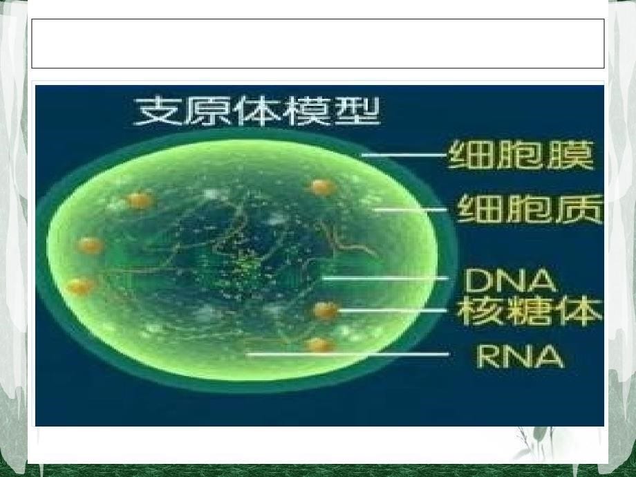 衣原体及其微生物学检验_第5页