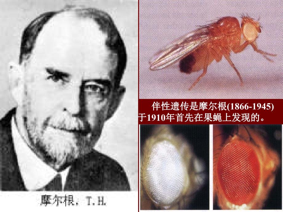 伴性遗传是摩尔根18661945于1910年首先在果蝇上发现_第2页