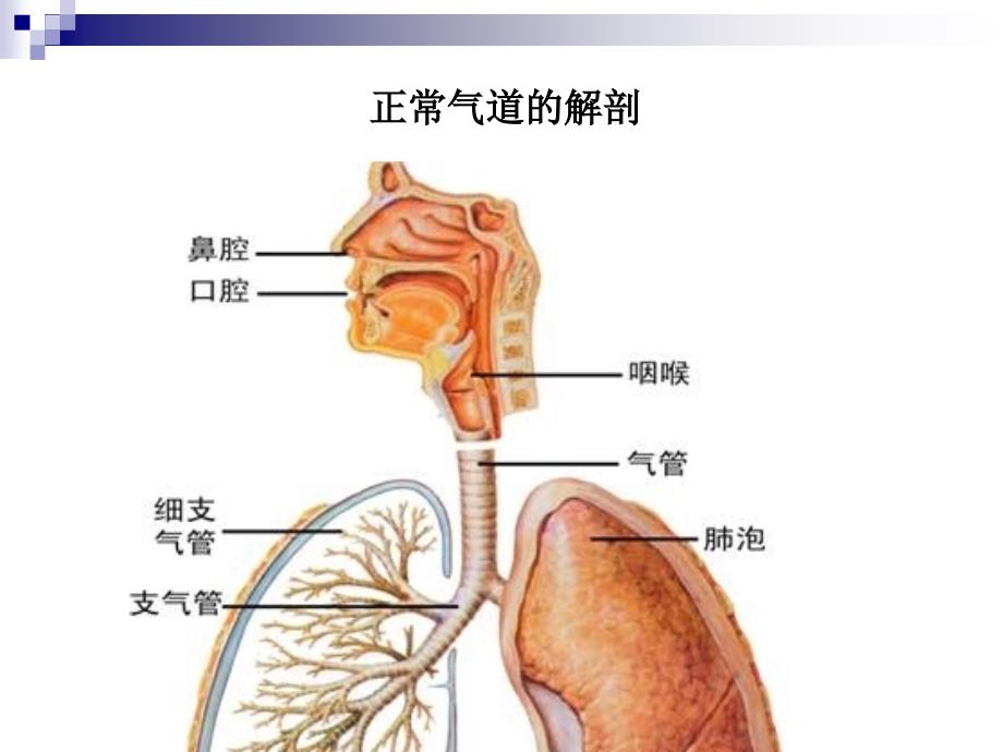 气管插管技术及气道管理课件_第3页