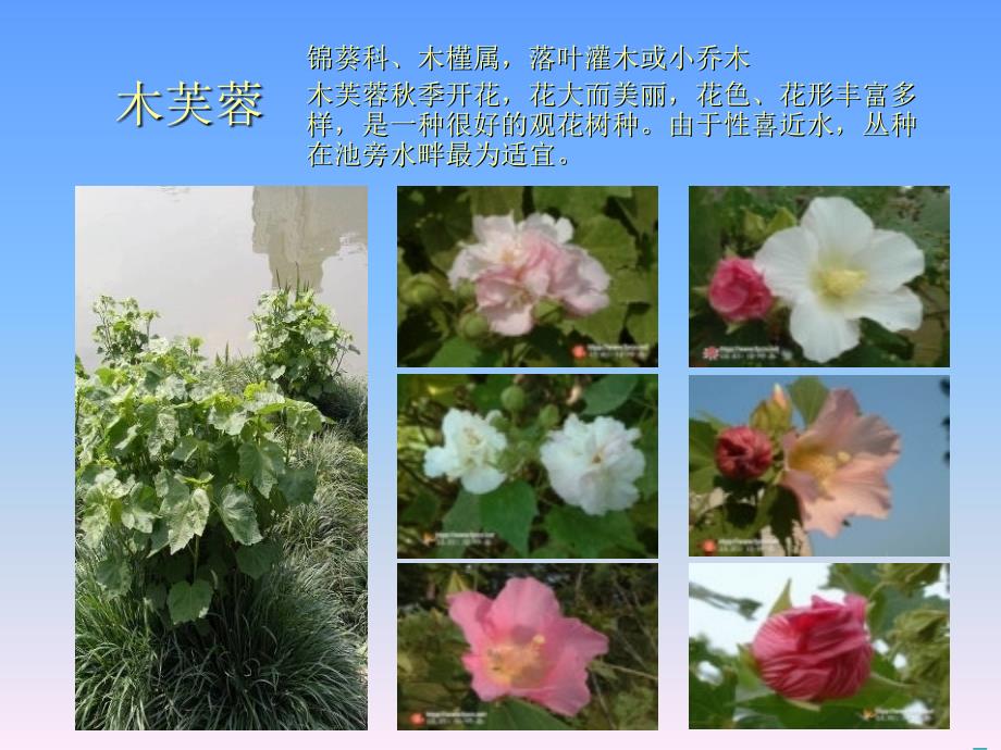 园林植物欣赏_第1页