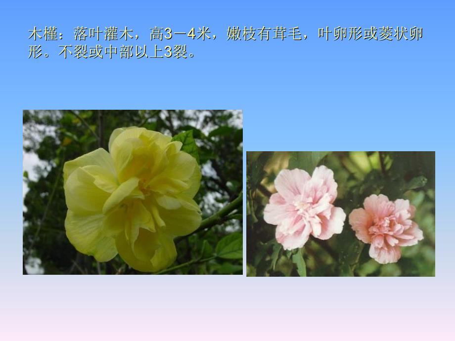 园林植物欣赏_第3页