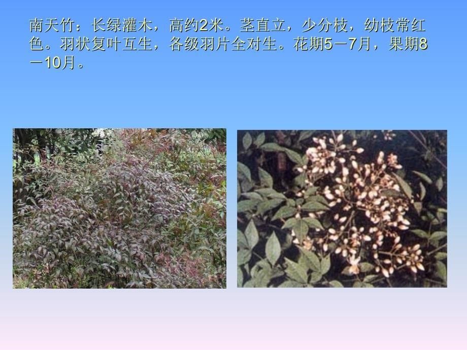 园林植物欣赏_第5页