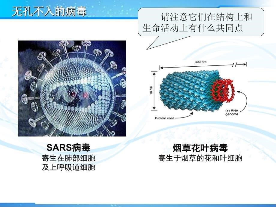 走近细胞第一节从生物圈到细胞_第5页