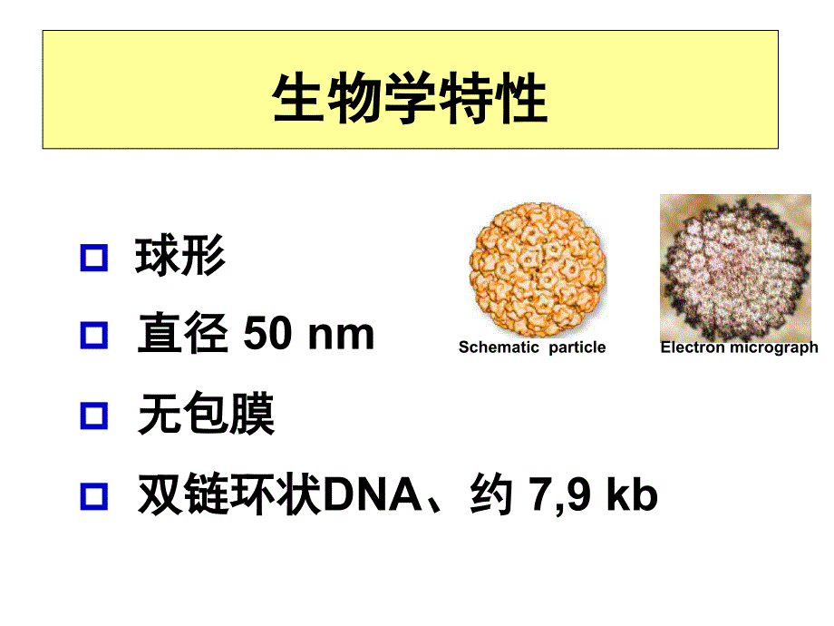 医学微生物学教学课件：5 HPV_第4页