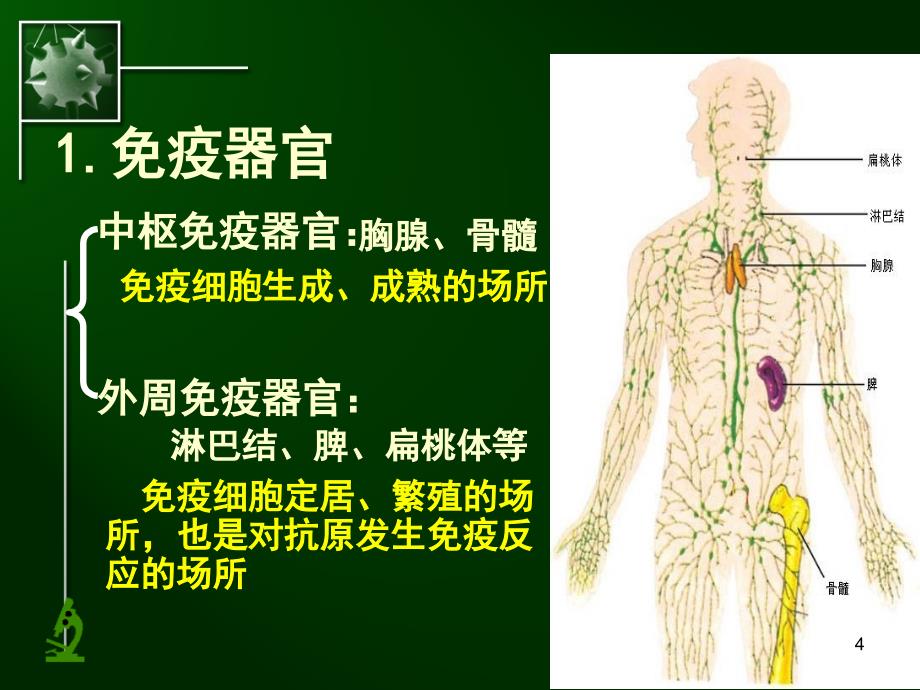 高二生物必修三免疫调节PPT课件_第4页