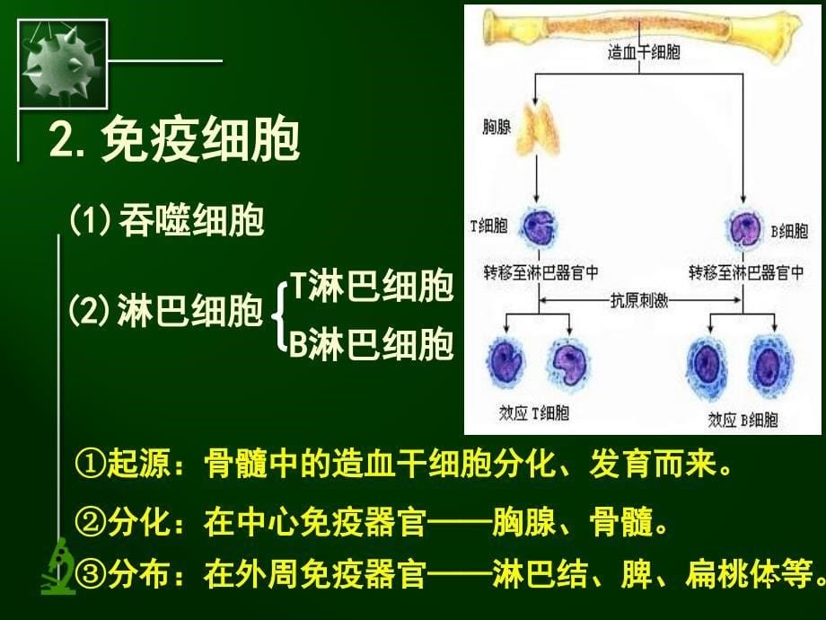 高二生物必修三免疫调节PPT课件_第5页