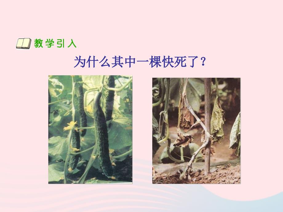 最新三年级科学下册二植物的生长第4课是什么在影响植物生长课件新人教版新人教版小学三年级下册自然科学课件_第2页