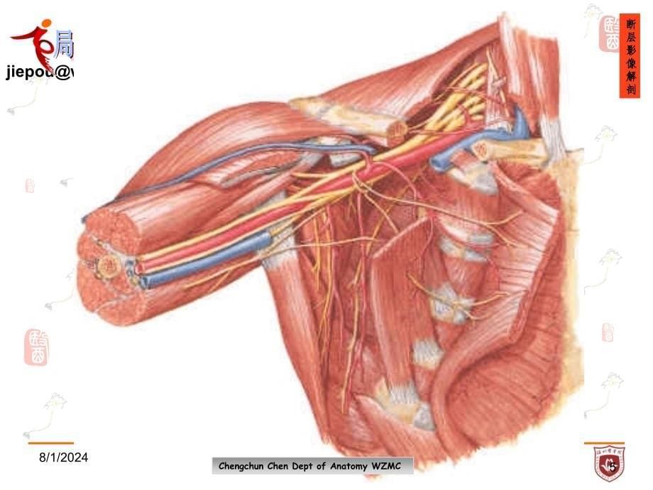 《局部解剖学》教学课件：腋区 (2)_第5页