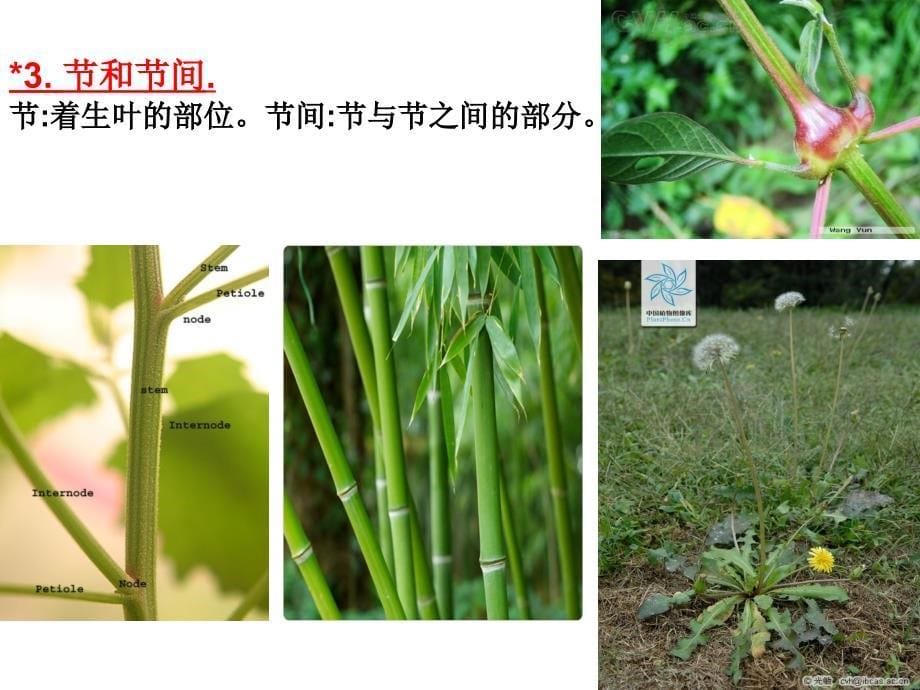 药用植物学课件茎_第5页