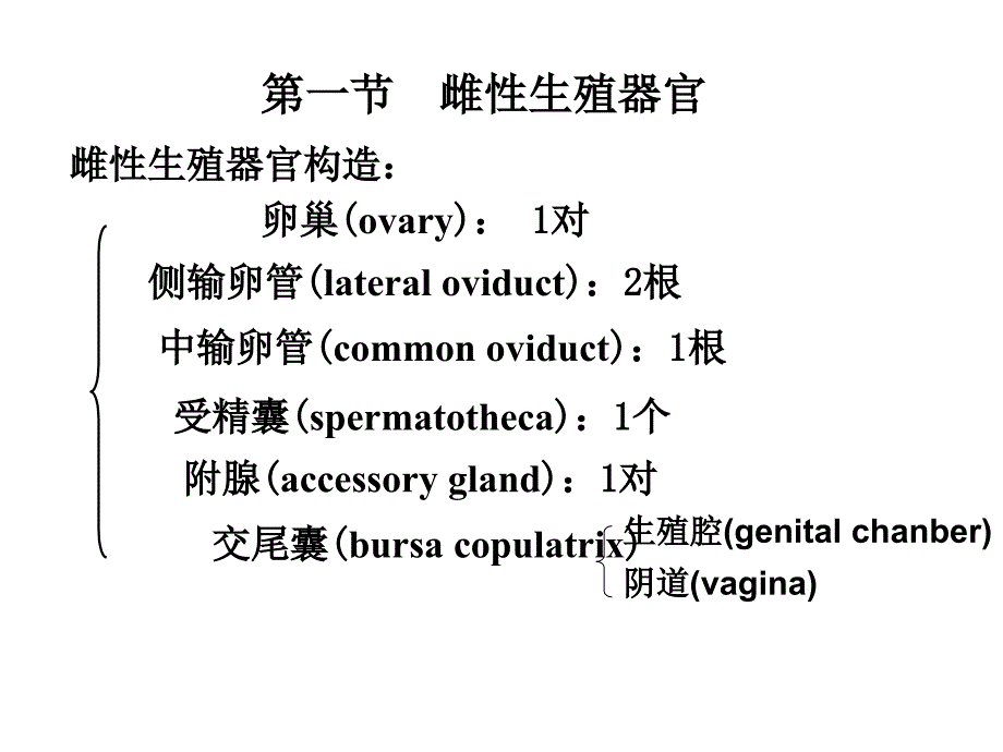 昆虫的生殖系统_第3页