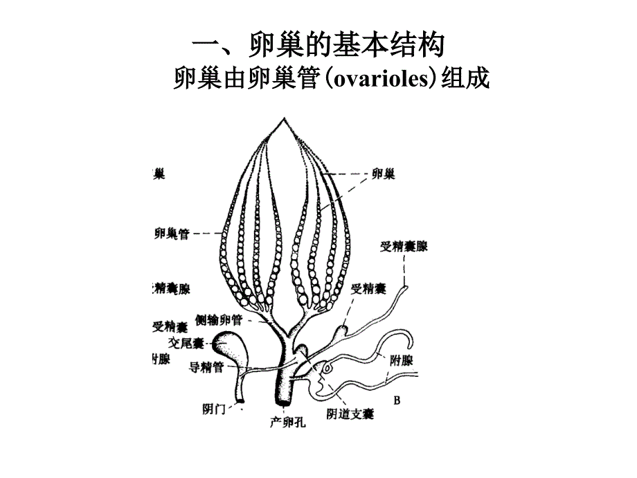 昆虫的生殖系统_第4页