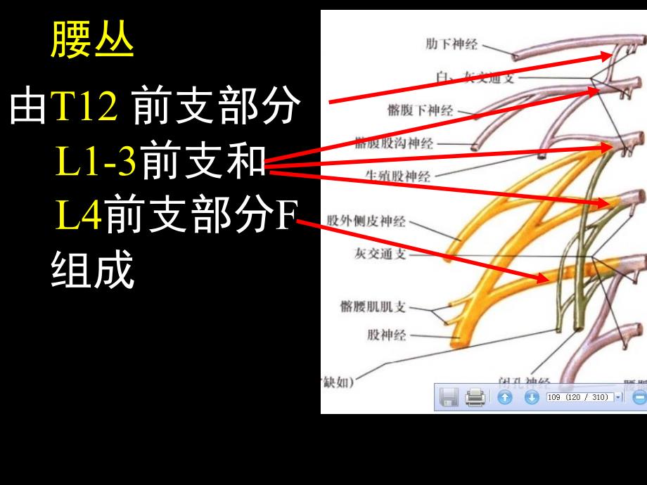 下肢神经解剖_第2页