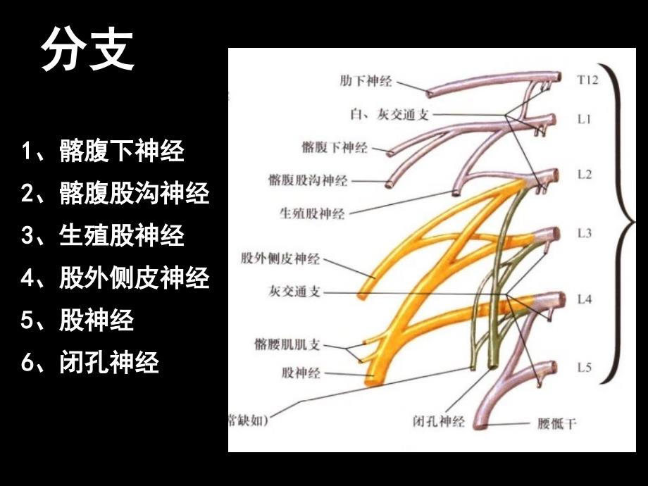 下肢神经解剖_第4页