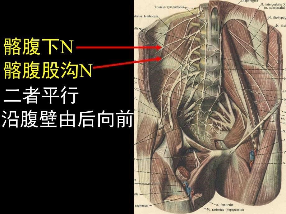 下肢神经解剖_第5页