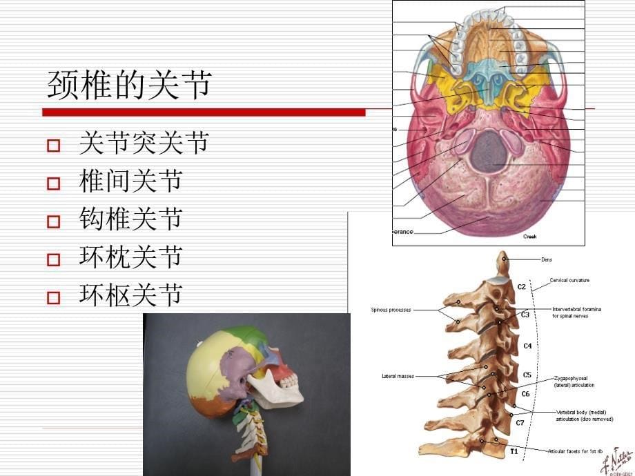 颈椎病的康复刘华卫_第5页