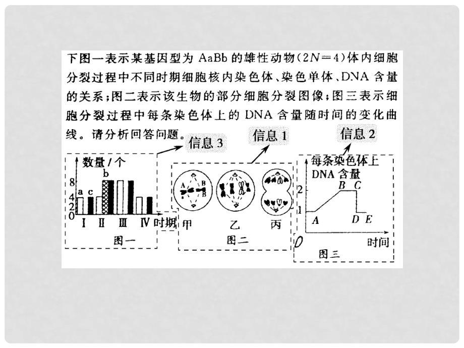 高考生物二轮复习全攻略 规范答题4 有关细胞分裂综合应用的案例课件 新人教版_第3页