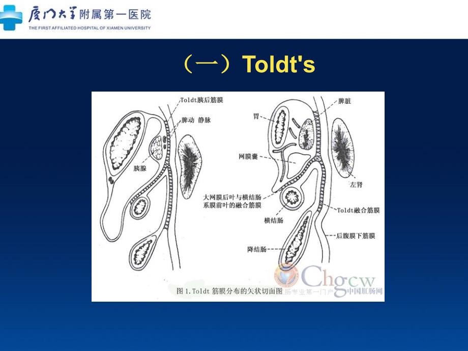 左半结肠的微创解剖及临床意义_第3页