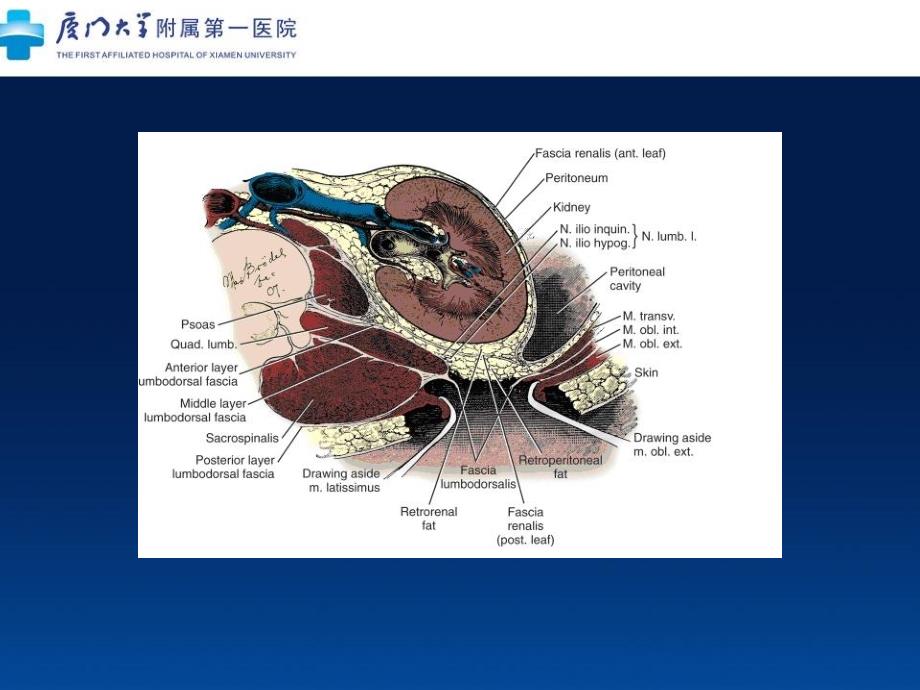 左半结肠的微创解剖及临床意义_第4页