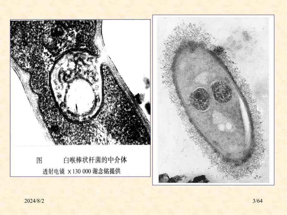 医学微生物学：2 细菌的基本性状2_第3页