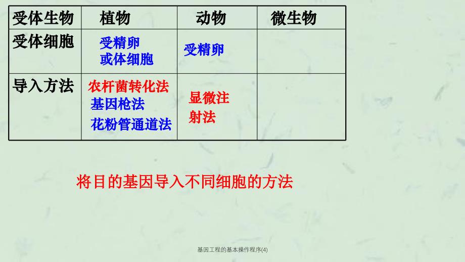 基因工程的基本操作程序4课件_第2页