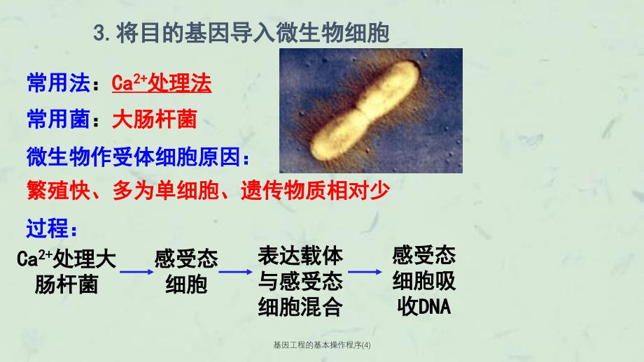 基因工程的基本操作程序4课件_第3页