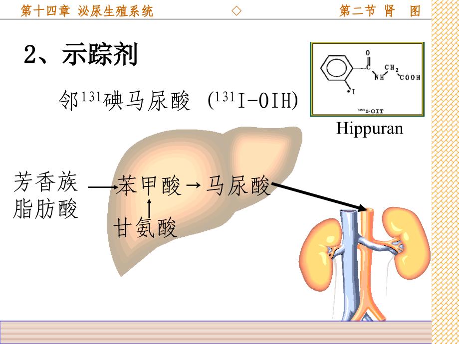 8影象系泌尿系统_第3页