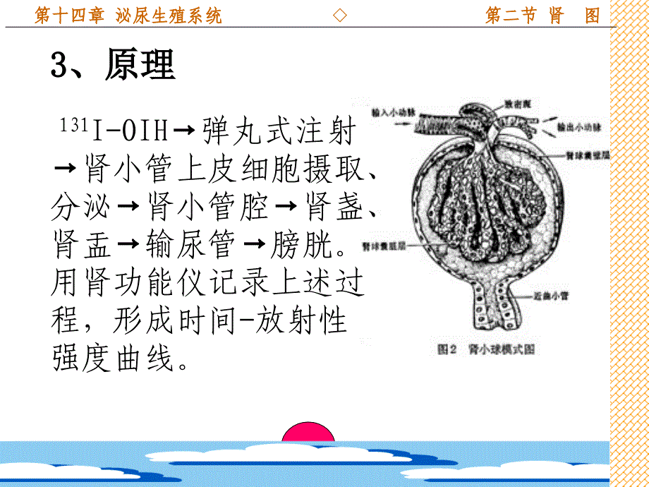 8影象系泌尿系统_第4页