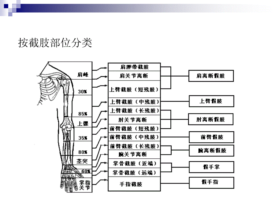 假肢技术第三节上肢假肢_第3页