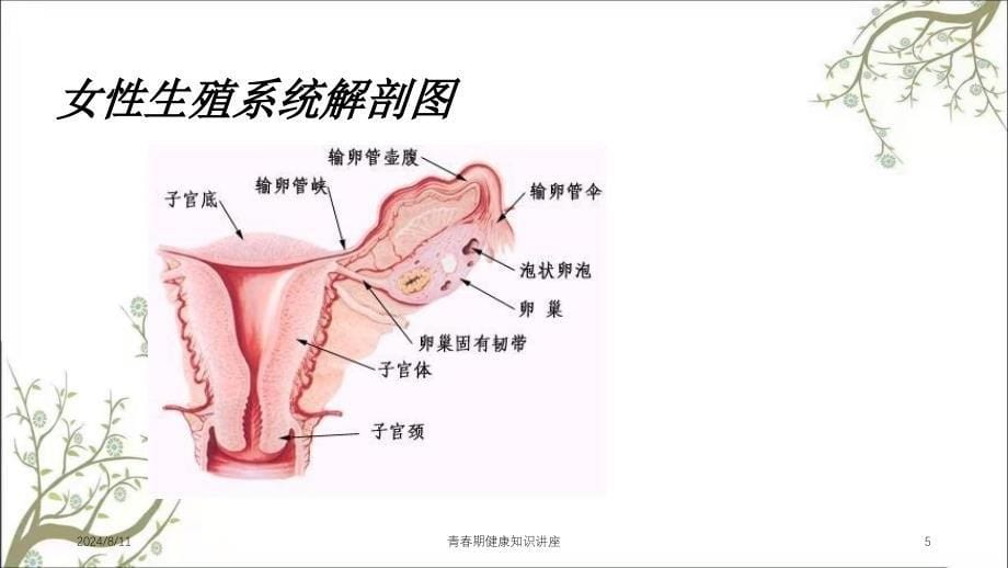 青春期健康知识讲座_第5页