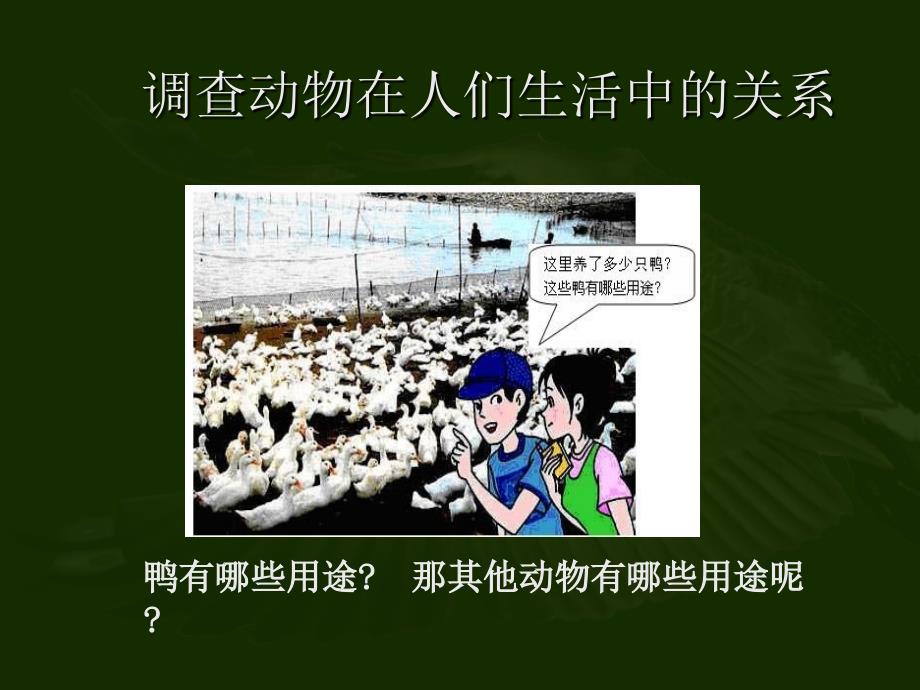 动物与人类生活的关系_第2页