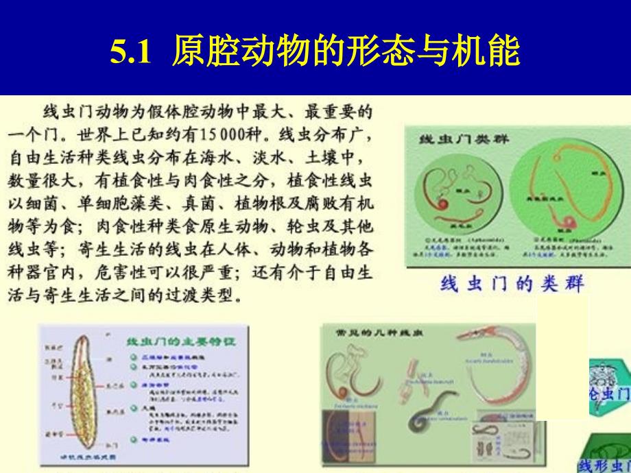 动物的类群3-假体腔环节动物_第3页