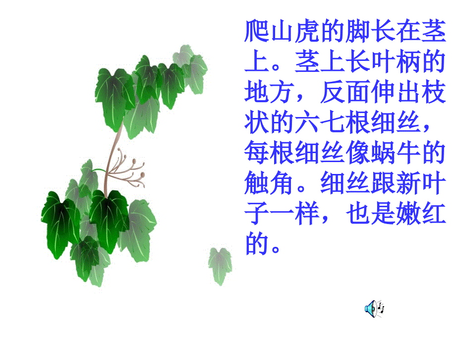 新课标人教版第七册语文爬山虎的脚优质课件下载3_第3页