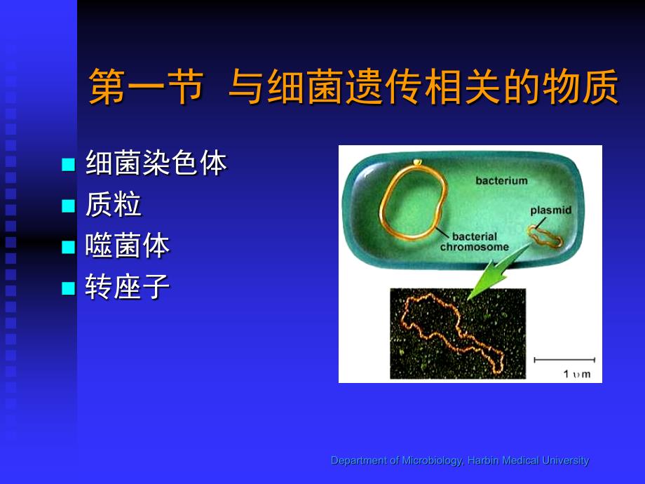 细菌遗传与变异课件_第4页