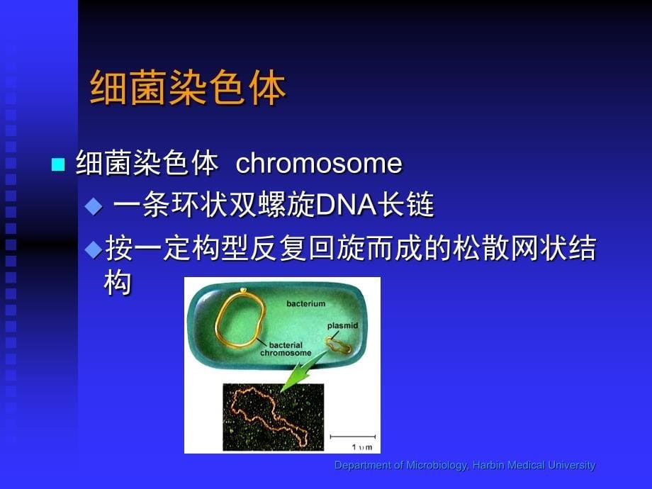 细菌遗传与变异课件_第5页