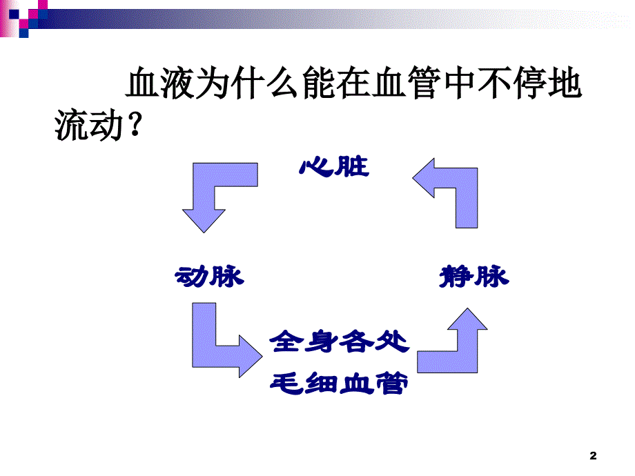 初一下生物心脏重点ppt课件_第2页