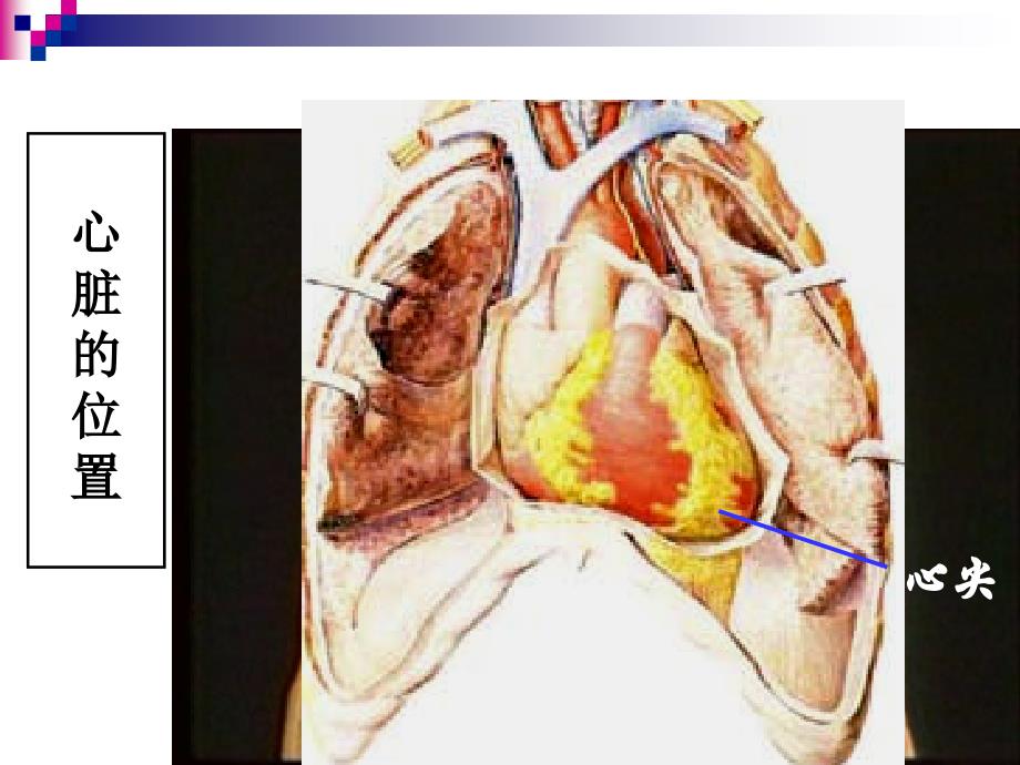 初一下生物心脏重点ppt课件_第4页